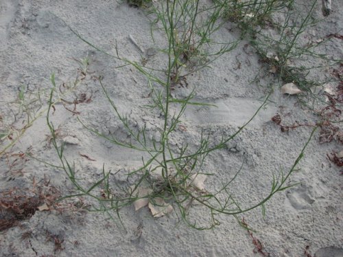 Southern Salt Marsh Aster (Aster divaricatus)