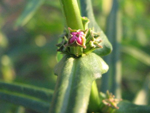 Stout Toothcup (Ammannia robusta)