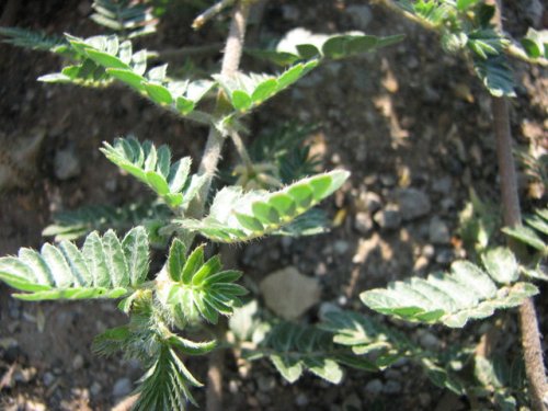 Spreading Puncture Vine (Tribulus terrestris)