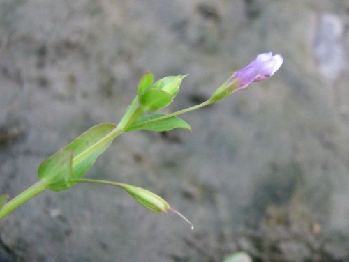 False Pimpernel (Lindernia dubia)