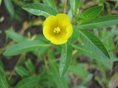 Water Primrose (Ludwigia peploides)