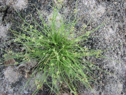 Small Flower Dwarf Bulrush (Lipocarpha micrantha)