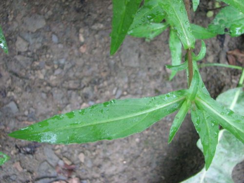 False Daisy (Eclipta prostrata)