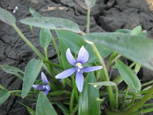 Blue Mud Plantain (Heteranthera limosa)