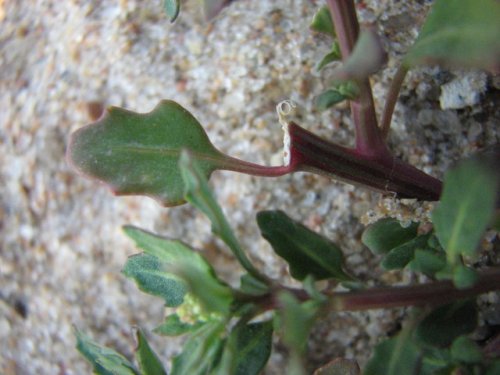 Oak Leaf Goosefoot (Chenopodium glaucum)