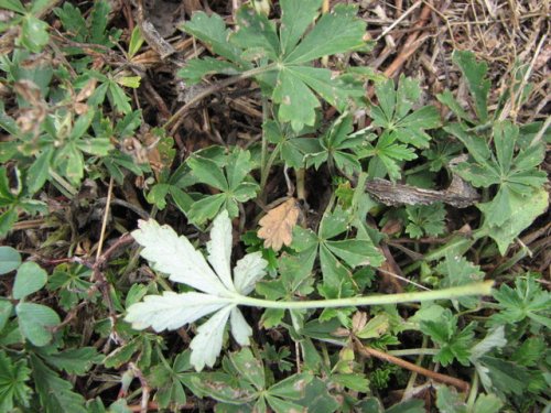 Silver Cinquefoil (Potentilla argentea)