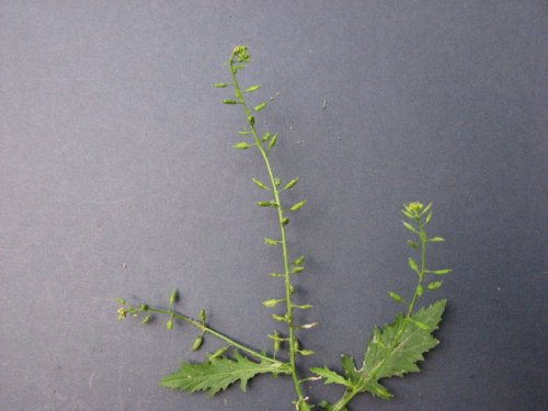 Bog Yellowcress (Rorippa palustris)