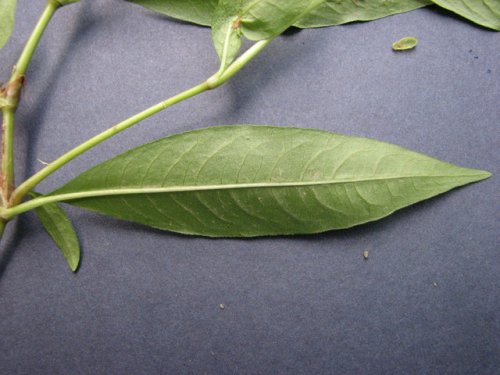 Dotted Smartweed (Persicaria punctata)