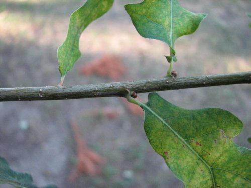 English Oak (Quercus robur)