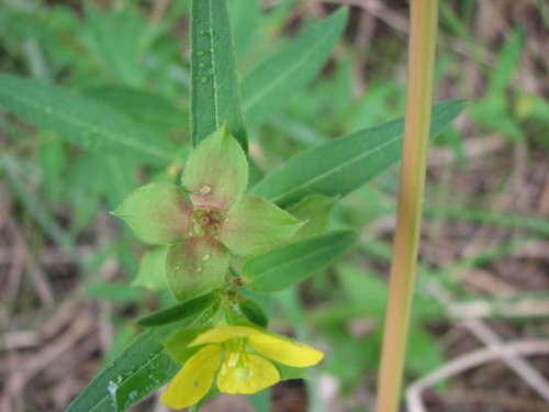 Seedbox (Ludwigia alternifolia)