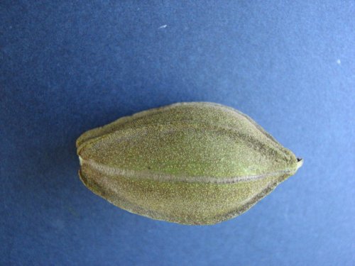 Pecan (Carya illinoinensis)