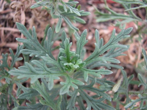 Dakota Verbena (Glandularia bipinnatifida)