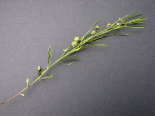 Nodding Green Violet (Hybanthus verticillatus)