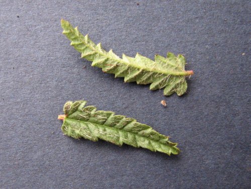 Catnip Noseburn (Tragia ramosa)