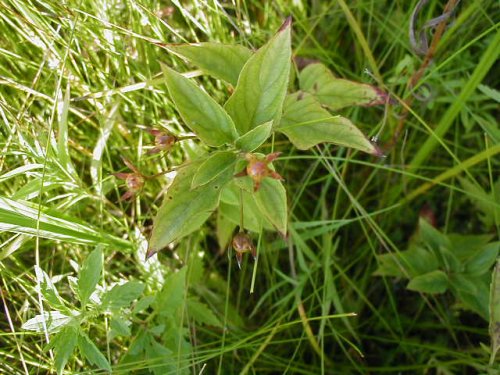 Fringed Loosestrife (Lysimachia ciliata)