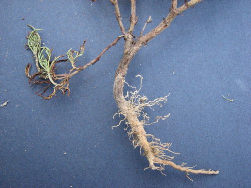 Fetid Prairie Marigold (Dyssodia papposa)