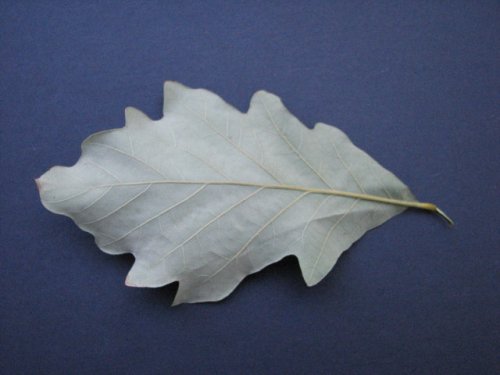 Swamp White Oak (Quercus bicolor)