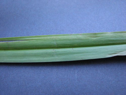 Giant Bur Reed (Sparganium eurycarpum)