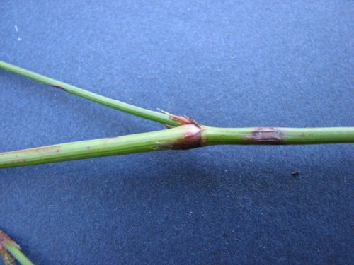 Bushy Knotweed (Polygonum ramosissimum)