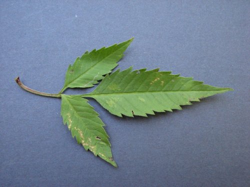 Devil's Beggarticks (Bidens frondosa)