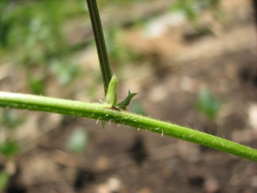 Slick Side Wild Bean (Strophostyles leiosperma)