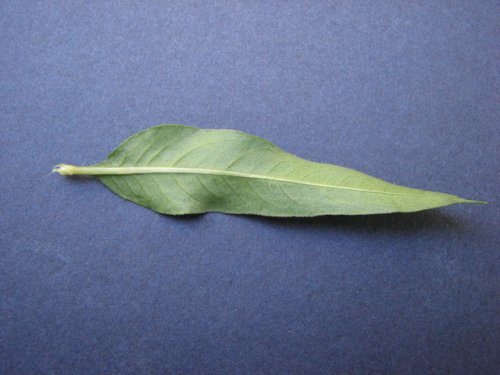 Pink Smart Weed (Persicaria bicornis)