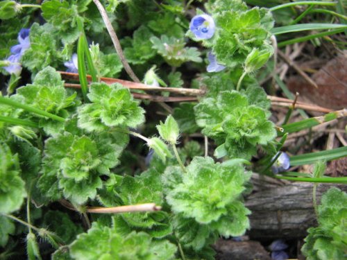 Winter Speedwell (Veronica persica)