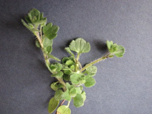 Ivyleaf Speedwell (Veronica hederifolia)