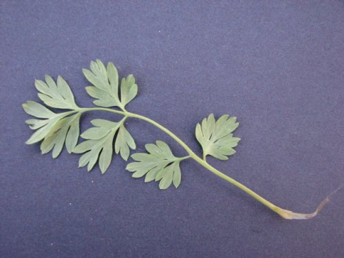 Pale Fumewort (Corydalis flavula)