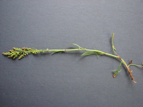 Sheep Sorrrel (Rumex acetosella)