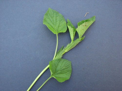 Striped Cream Violet (Viola striata)