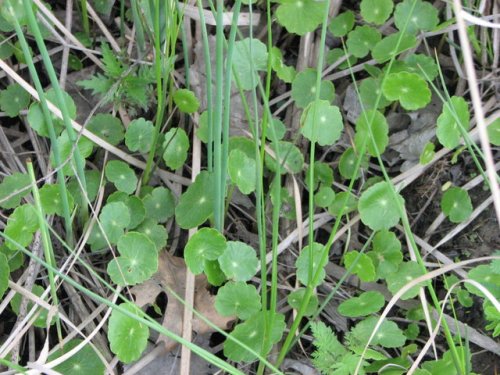 Floating Pennyroyal (Hydrocotyle ranunculoides)