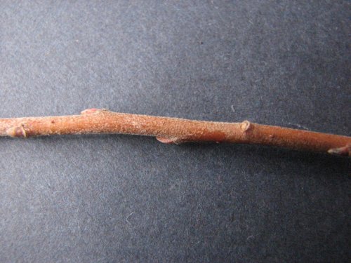 Prairie Willow (Salix humilis)