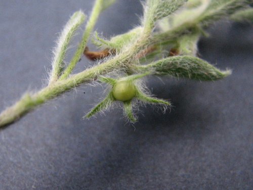 silver wild morningglory (Evolvulus nuttallianus)