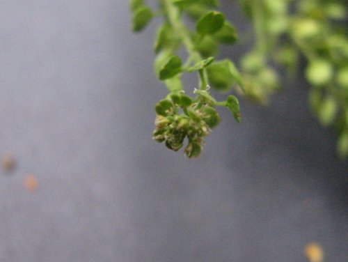 Veiny Pepperweed (Lepidium oblongum)