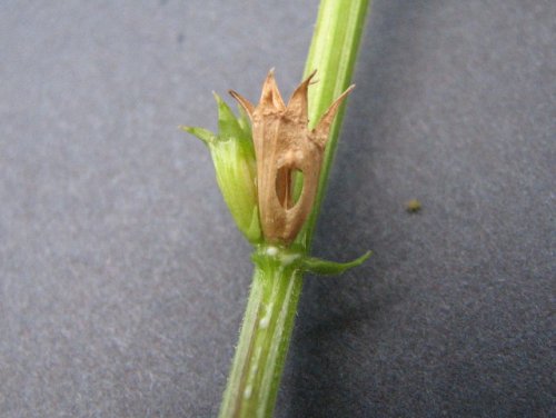 Clasping Leaf Venus' Looking G (Triodanis perfoliata)