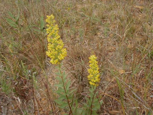 Showywand Goldenrod (Solidago speciosa)