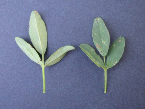 White Sweet Clover (Melilotus albus)