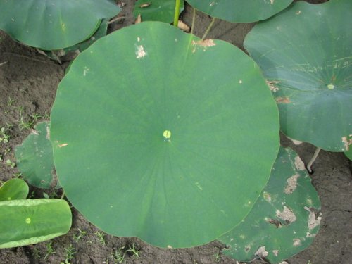 American Lotus (Nelumbo lutea)