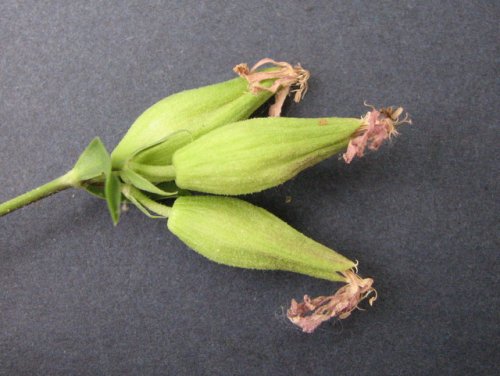 Bouncingbet (Saponaria officinalis)