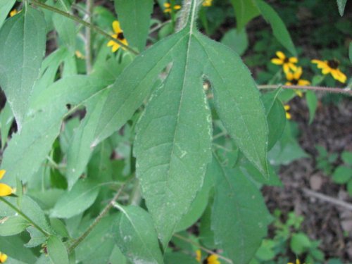 Brown-eyed Susan (Rudbeckia triloba)