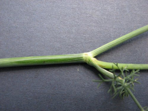 Dill (Anethum graveolens)