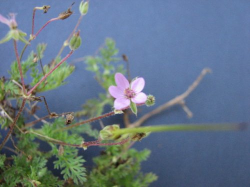 Red Stem Stork's Bill (Erodium cicutarium)