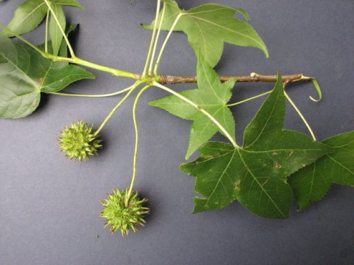 American Sweetgum (Liquidambar styraciflua)