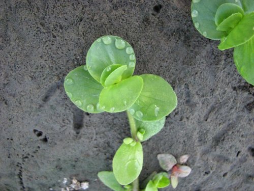 Disk Leaf Water Hyssop (Bacopa rotundifolia)