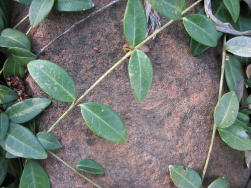 Lesser Periwinkle (Vinca minor)