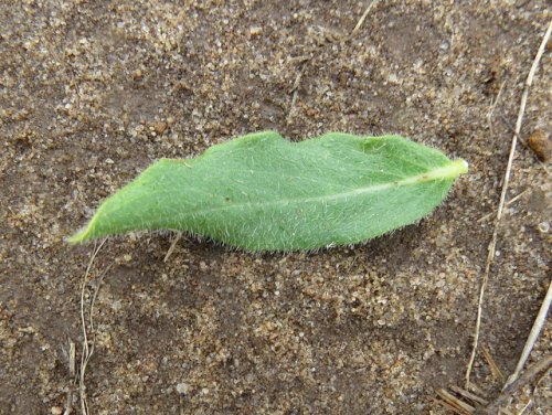 Woolly Milkweed (Asclepias lanuginosa)