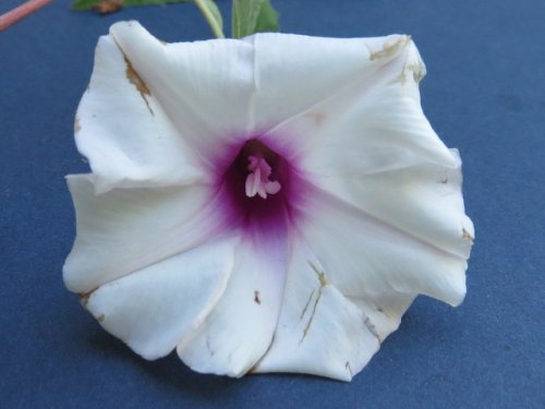 Narrowleaf morning glory (Ipomoea shumardiana)