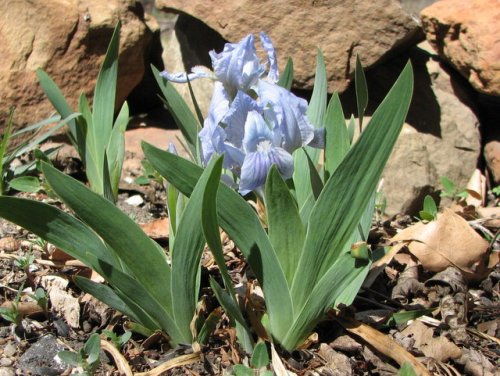 Dwarf bearded Iris (Iris pumila)