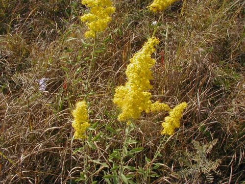 Gray Goldenrod (Solidago nemoralis)